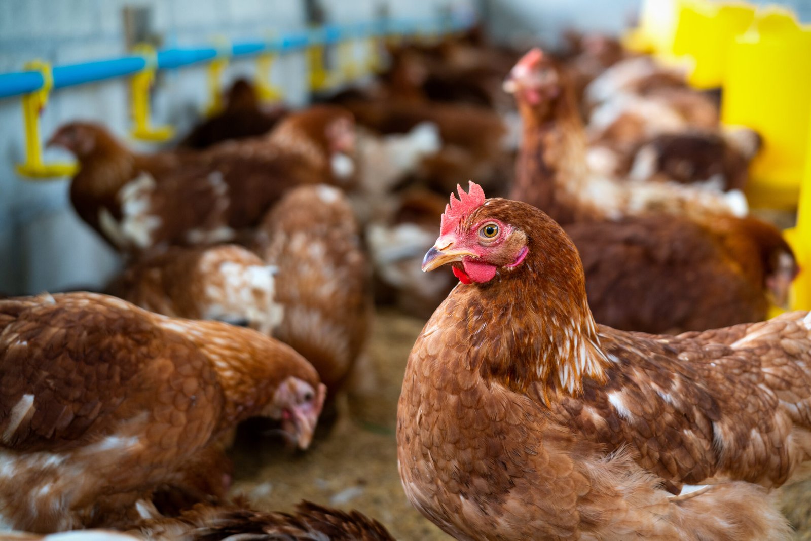 Farm eggs