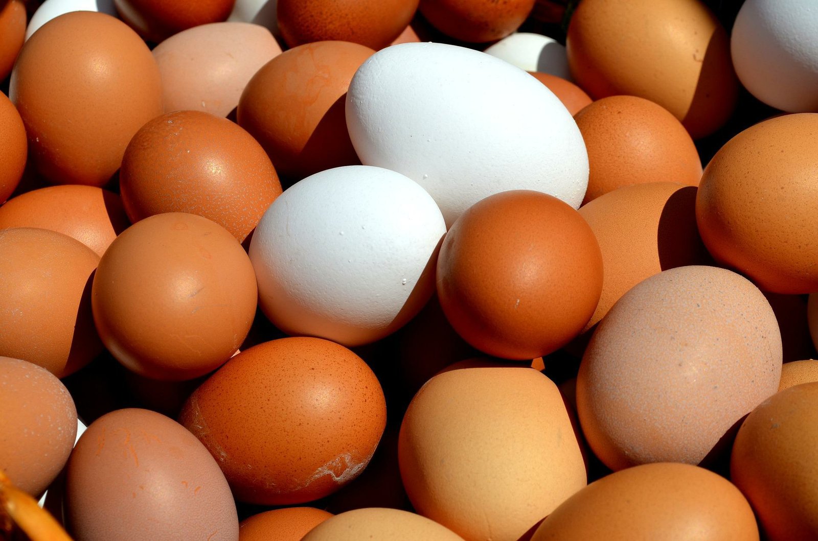 Why Are Vitamin D Enriched Eggs Important for Human Body?