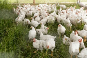 Antibiotics in Chicken?